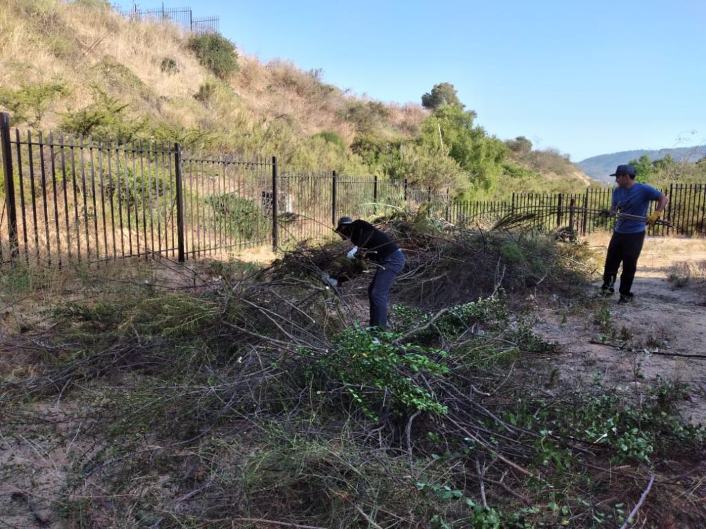 Vecinos desmalezan al interior del condominio Cumbres de Quilpué en enero de 2024, previo al incendio.