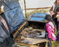 apoyar iniciativas de las osc - objetivo bosquentrama, observatorio de los bosque nativos chilenos