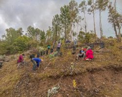 articular osc y municipios - objetivo bosquentrama, observatorio de los bosque nativos chilenos